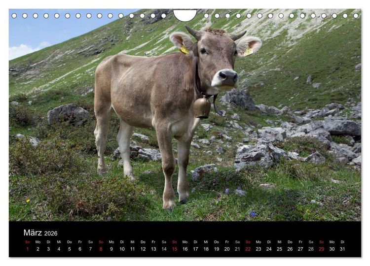 Produktbild: Gl&uuml;ckliches Rindvieh 2026 (Wandkalender 2026 DIN A4 quer), CALVENDO Monatskalender