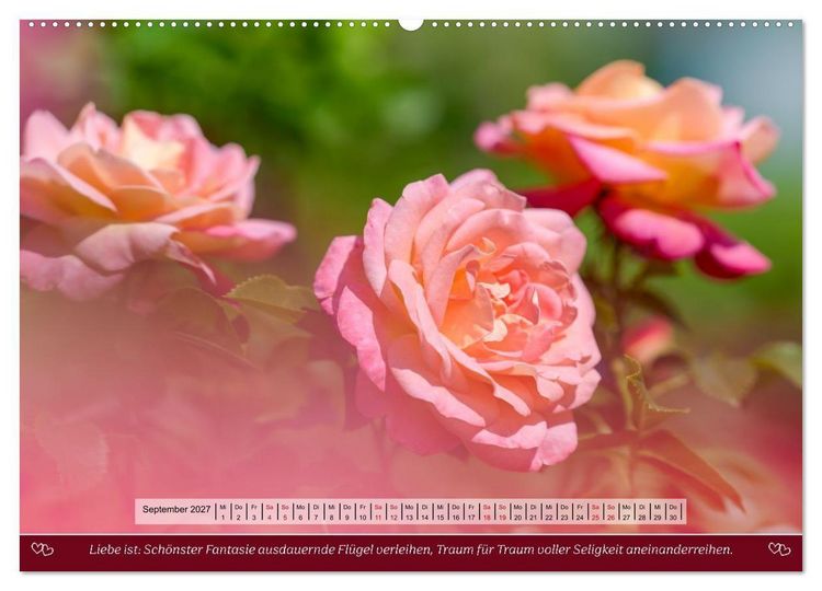 Produktbild: Rosen, Liebe ist (hochwertiger Premium Wandkalender 2027 DIN A2 quer), Kunstdruck in Hochglanz