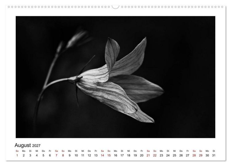 Produktbild: Die grafische Sch&ouml;nheit der Pflanzen &ndash; Schwarz-Wei&szlig; (hochwertiger Premium Wandkalender 2027 DIN A2 quer), Kunstdruck in Hochglanz