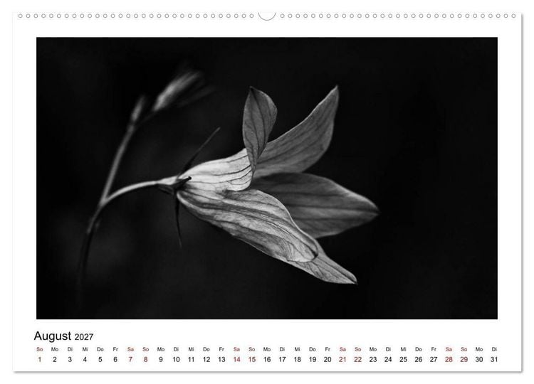 Produktbild: Die grafische Sch&ouml;nheit der Pflanzen &ndash; Schwarz-Wei&szlig; (Wandkalender 2027 DIN A2 quer), CALVENDO Monatskalender