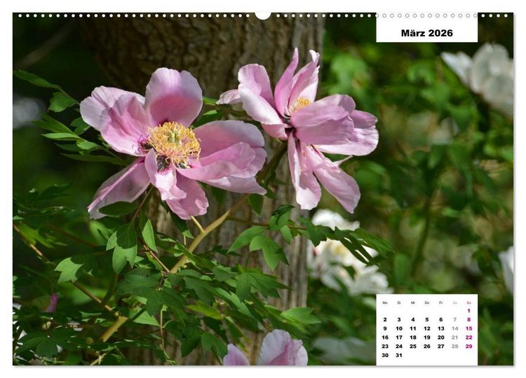 Produktbild: Zauber der P&auml;onien-Bl&uuml;te (hochwertiger Premium Wandkalender 2026 DIN A2 quer), Kunstdruck in Hochglanz