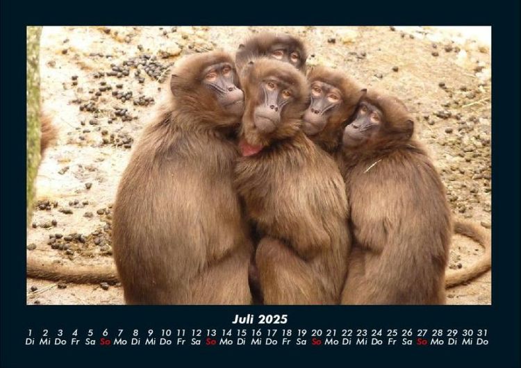 Produktbild: Affen 2025 Fotokalender DIN A4