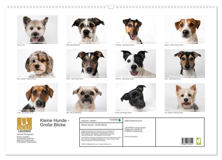 Produktbild: Kleine Hunde - Gro&szlig;e Blicke (Wandkalender 2026 DIN A2 quer), CALVENDO Monatskalender