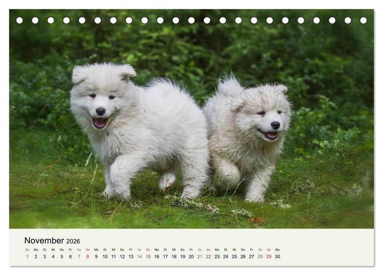 Produktbild: Kleine Samojeden - Eisb&auml;rchen Abenteuer im M&auml;rchenwald (Tischkalender 2026 DIN A5 quer), CALVENDO Monatskalender
