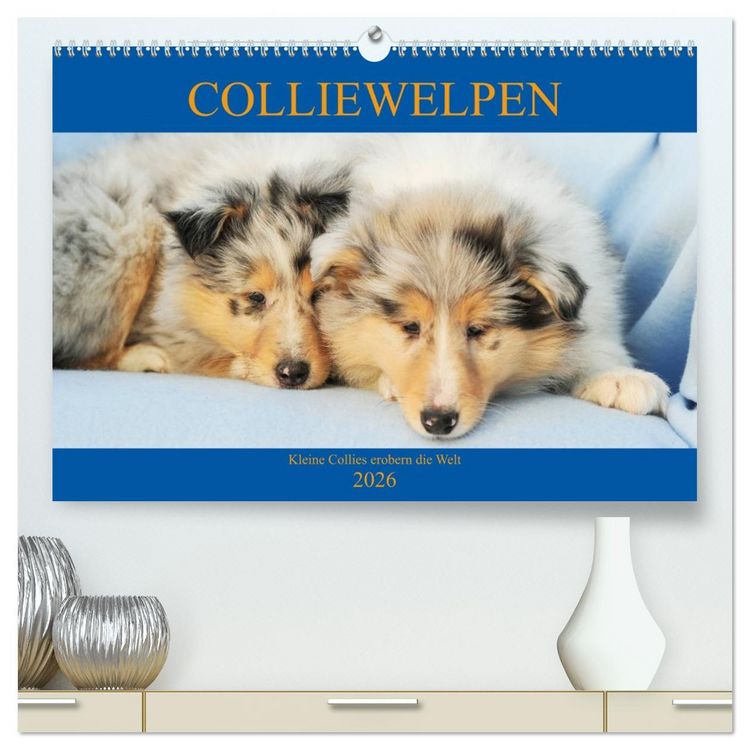 Produktbild: Colliewelpen - kleine Collies erobern die Welt (hochwertiger Premium Wandkalender 2026 DIN A2 quer), Kunstdruck in Hochglanz