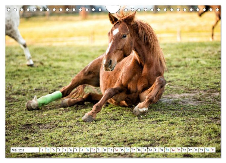 Produktbild: Durch das Jahr mit der Trakehner-Stute Fleur (Wandkalender 2026 DIN A4 quer), CALVENDO Monatskalender