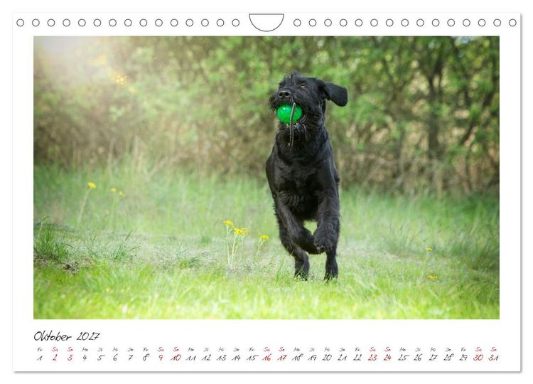 Produktbild: Riesenschnauzer - Treue Partner (Wandkalender 2027 DIN A4 quer), CALVENDO Monatskalender