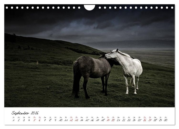 Produktbild: Islandpferde take it Isi (Wandkalender 2026 DIN A4 quer), CALVENDO Monatskalender