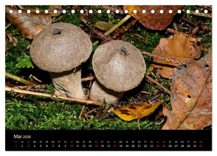 Produktbild: Pilze, Pilze (Tischkalender 2026 DIN A5 quer), CALVENDO Monatskalender