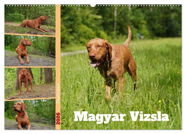 Produktbild: Faszination Magyar Vizsla (Wandkalender 2026 DIN A2 quer), CALVENDO Monatskalender