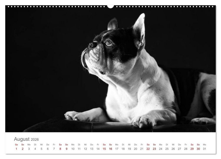 Produktbild: Hundeportraits Fine Art (hochwertiger Premium Wandkalender 2026 DIN A2 quer), Kunstdruck in Hochglanz
