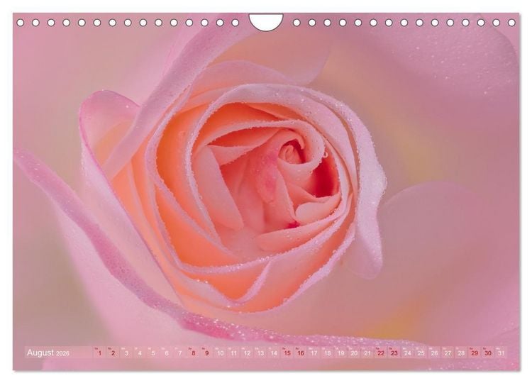 Produktbild: Rosen im Morgentau (Wandkalender 2026 DIN A4 quer), CALVENDO Monatskalender