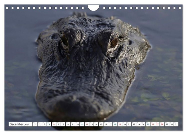 Produktbild: Sunshine State Florida Nature, Wildlife, National Parks (Wall Calendar 2027 DIN A4 landscape), CALVENDO 12 Month Wall Calendar