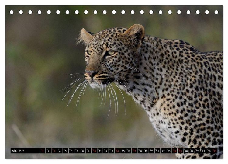 Produktbild: Faszination Afrika: Der Leopard (Tischkalender 2026 DIN A5 quer), CALVENDO Monatskalender