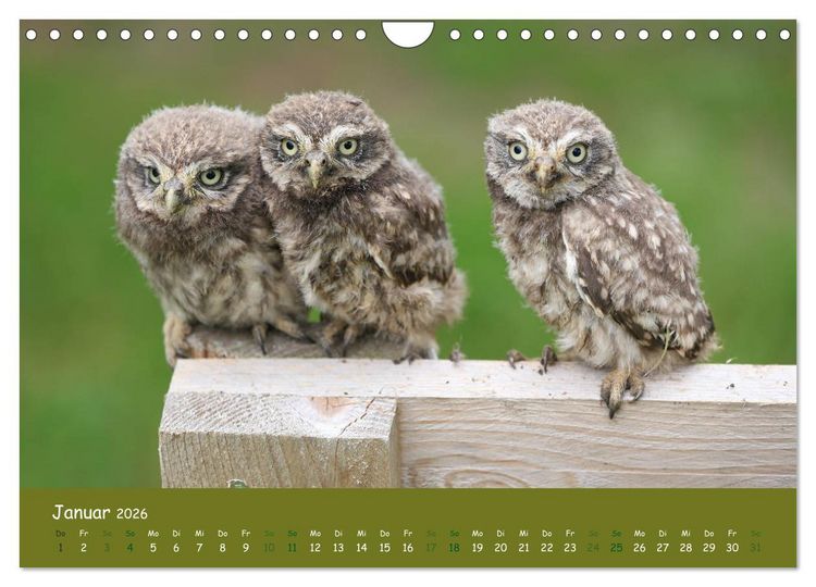 Produktbild: Steink&auml;uze (Athene noctua) (Wandkalender 2026 DIN A4 quer), CALVENDO Monatskalender