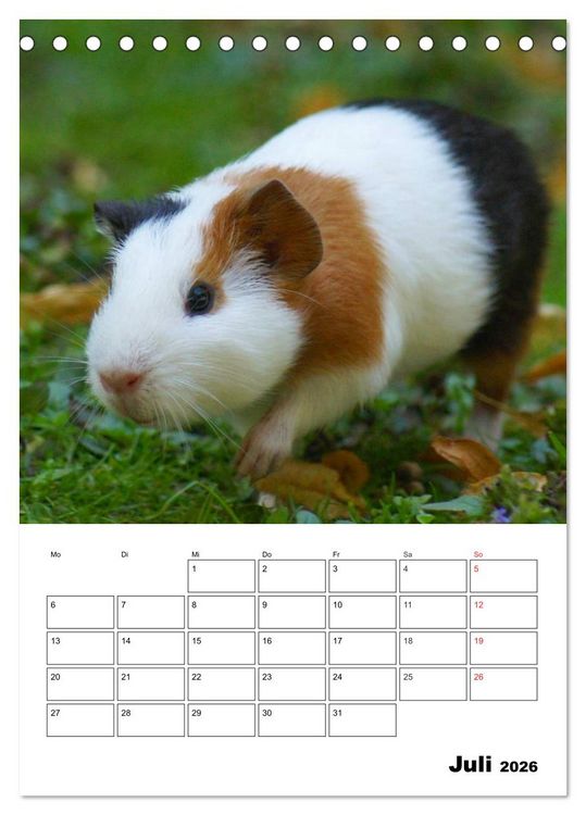Produktbild: Meerschweinchen Terminplaner (Tischkalender 2026 DIN A5 hoch), CALVENDO Monatskalender