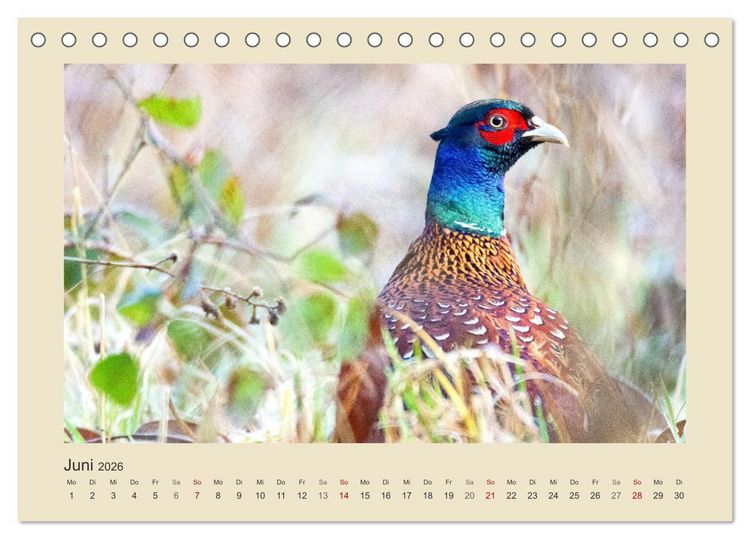 Produktbild: Tiere im Wald. Bezaubernde Begegnungen (Tischkalender 2026 DIN A5 quer), CALVENDO Monatskalender