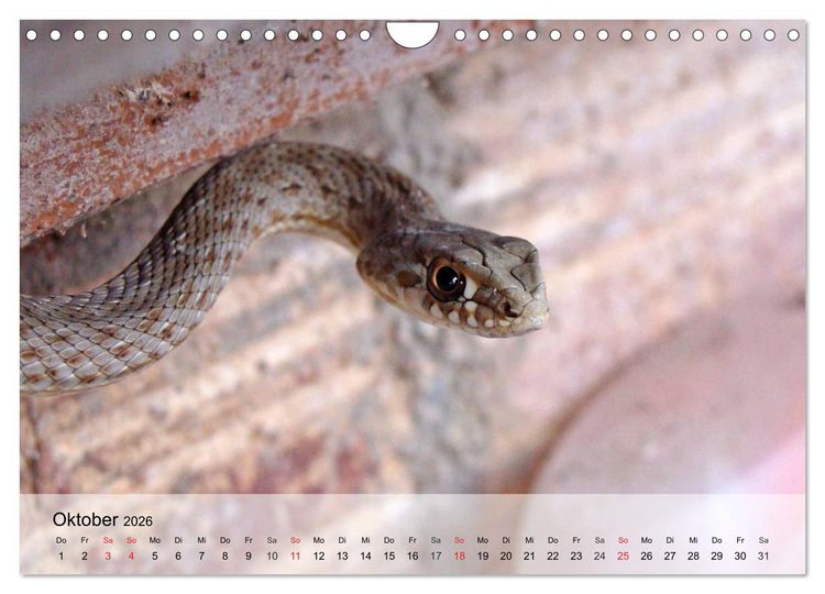 Produktbild: Kleine Reptilien (Wandkalender 2026 DIN A4 quer), CALVENDO Monatskalender