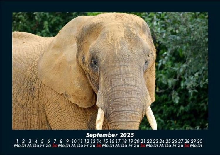 Produktbild: Der Tierkalender 2025 Fotokalender DIN A5