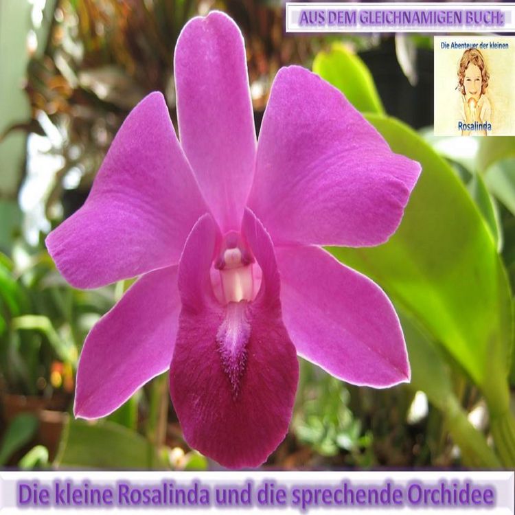 Produktbild: Rosalinda und die sprechende Orchidee