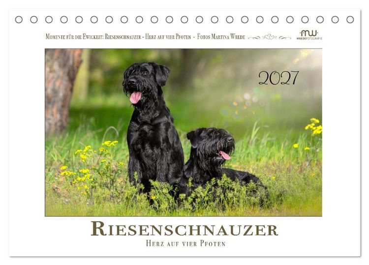 Produktbild: Riesenschnauzer - Herz auf vier Pfoten (Tischkalender 2027 DIN A5 quer), CALVENDO Monatskalender