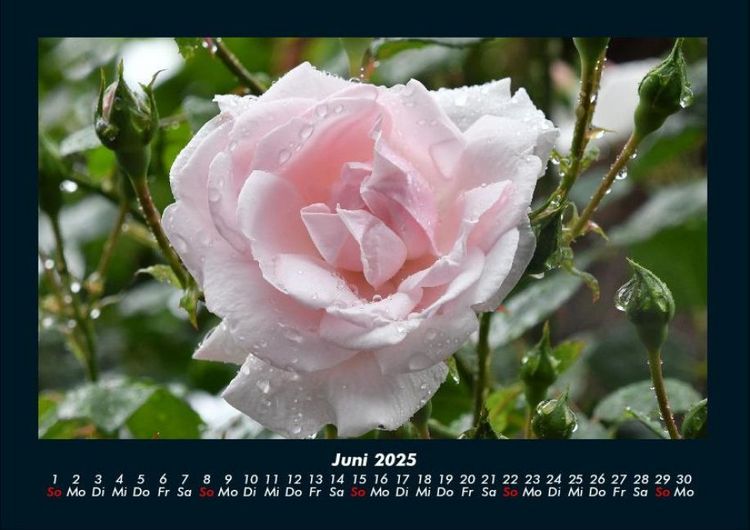 Produktbild: Rosentraum 2025 Fotokalender DIN A4