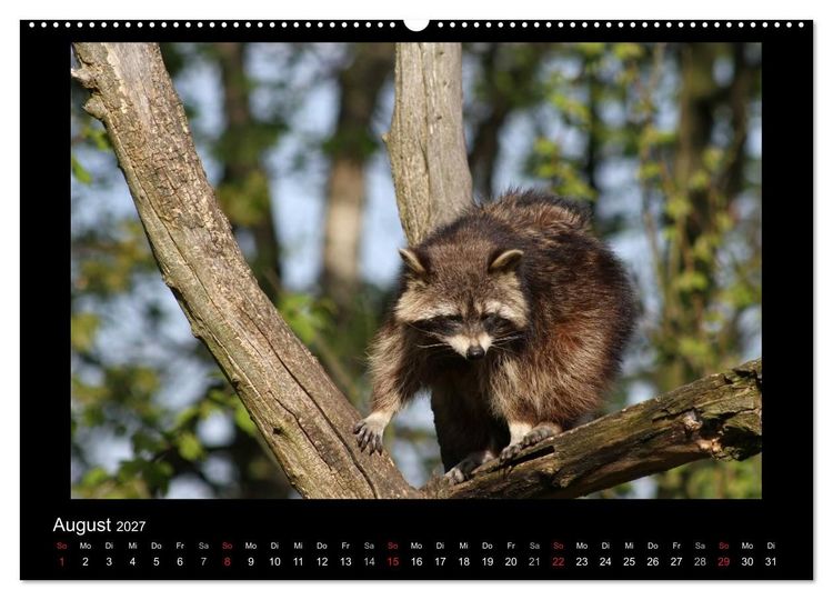 Produktbild: Waschb&auml;ren (hochwertiger Premium Wandkalender 2027 DIN A2 quer), Kunstdruck in Hochglanz