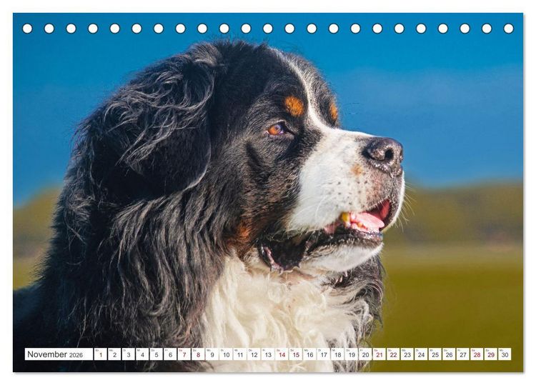 Produktbild: Berner Sennenhund - Ein Freund auf vier Pfoten (Tischkalender 2026 DIN A5 quer), CALVENDO Monatskalender