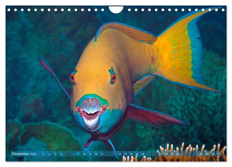 Produktbild: Bunte Vielfalt im Korallenriff (Wandkalender 2026 DIN A4 quer), CALVENDO Monatskalender