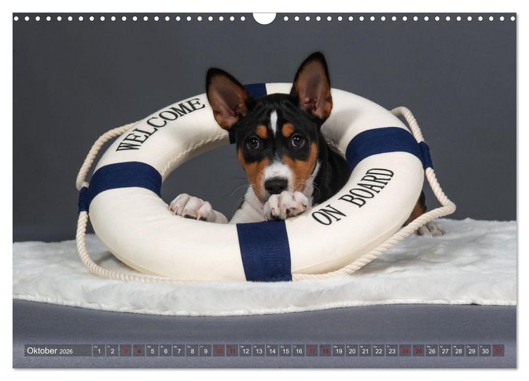 Produktbild: Basenji-Sch&ouml;nheiten (Wandkalender 2026 DIN A3 quer), CALVENDO Monatskalender