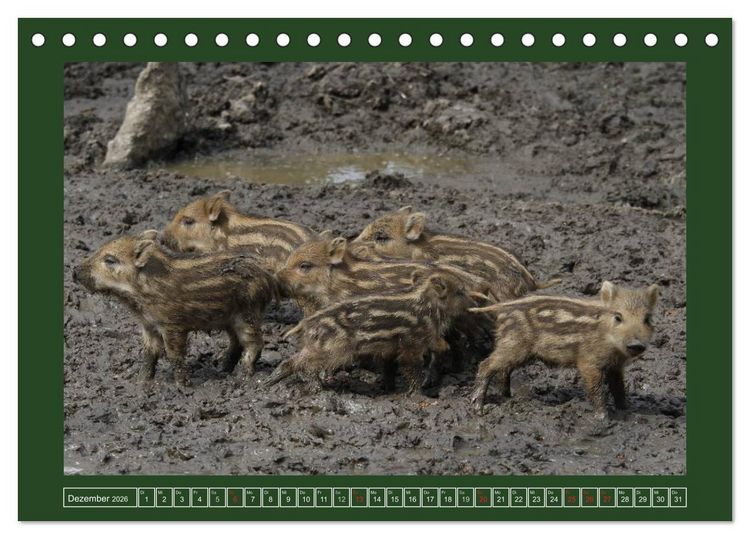 Produktbild: Schweinkram - Die Wildschweine sind los (Tischkalender 2026 DIN A5 quer), CALVENDO Monatskalender