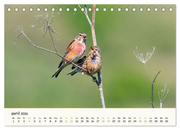 Produktbild: Chuchotements d'ailes - Une ann&eacute;e dans l'intimit&eacute; des oiseaux (Calendrier de bureau 2026 DIN A5 vertical), CALVENDO calendrier mensuel