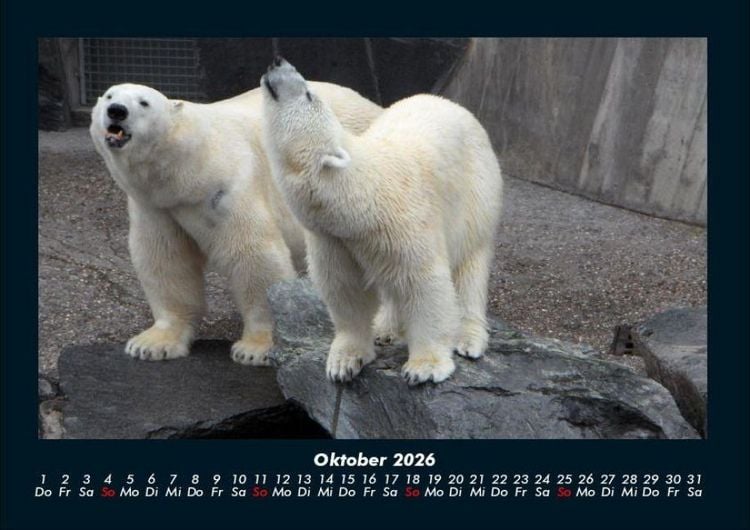 Produktbild: Tiere in der Wildnis 2026 Fotokalender DIN A4