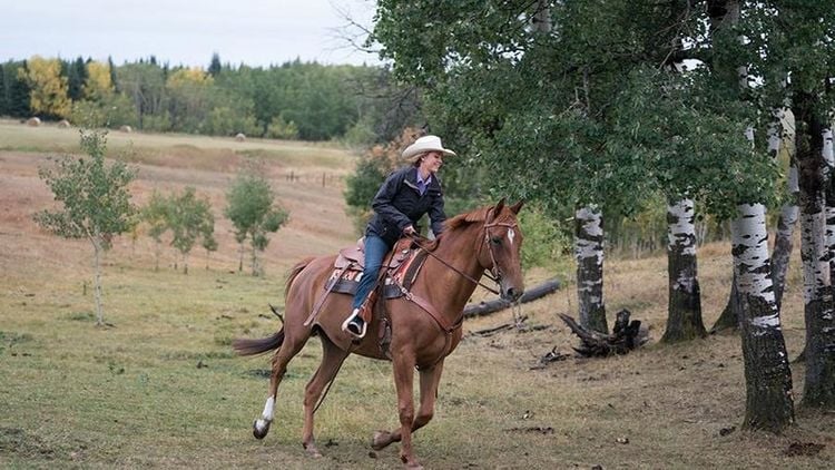 Produktbild: Heartland - Paradies f&uuml;r Pferde - Staffel 11.2 [3 DVDs]
