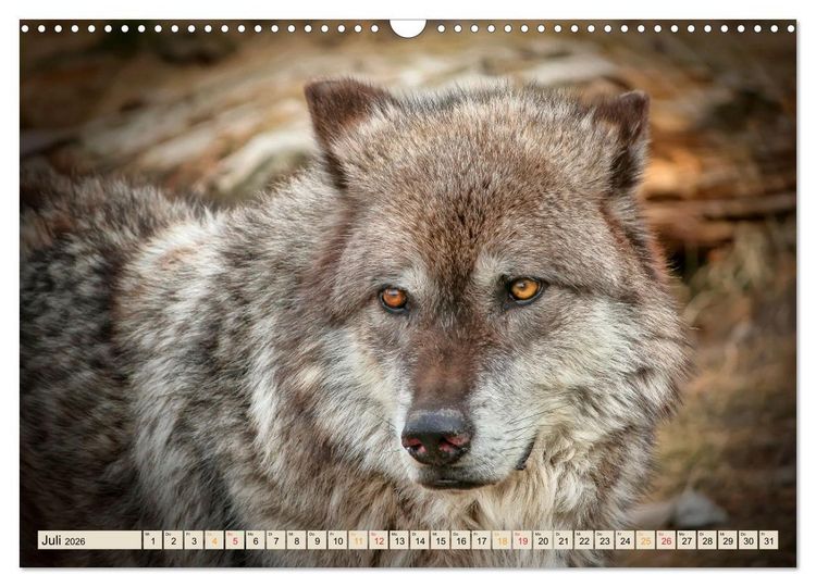 Produktbild: Wolf - Imposanter J&auml;ger (Wandkalender 2026 DIN A3 quer), CALVENDO Monatskalender