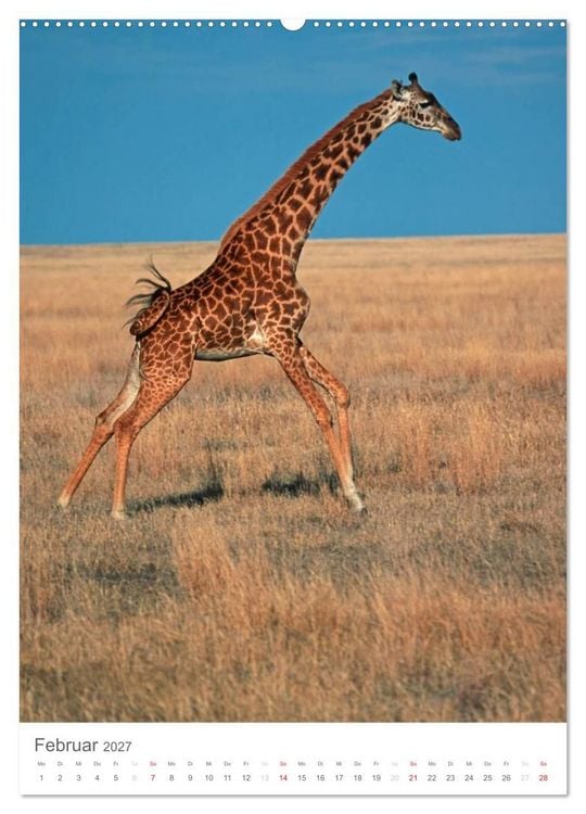 Produktbild: Magie des Augenblicks - Giraffen - Riesen der Savanne (Wandkalender 2027 DIN A2 hoch), CALVENDO Monatskalender