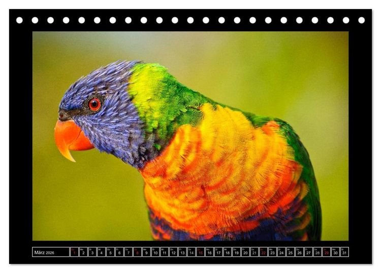 Produktbild: Australia Wildlife (Tischkalender 2026 DIN A5 quer), CALVENDO Monatskalender
