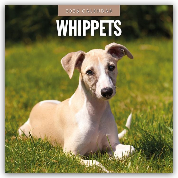 Produktbild: Whippets – Whippet 2026 – 16-Monatskalender