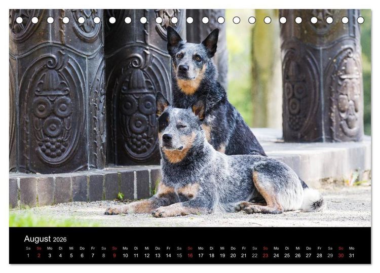 Produktbild: Australian Cattle Dogs zwischen Kunst und Kultur (Tischkalender 2026 DIN A5 quer), CALVENDO Monatskalender