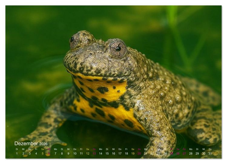 Produktbild: Reges Leben im Naturweiher - Tiere &uuml;ber und unter Wasser (hochwertiger Premium Wandkalender 2026 DIN A2 quer), Kunstdruck in Hochglanz