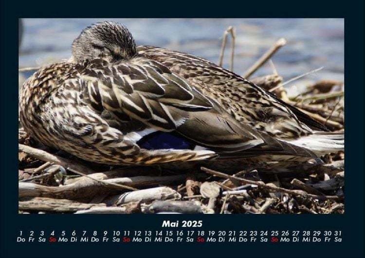 Produktbild: Enten 2025 Fotokalender DIN A4