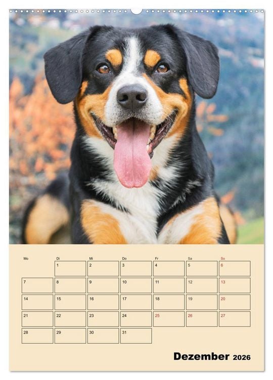 Produktbild: Jahresplaner Entlebucher Sennenhund (Wandkalender 2026 DIN A2 hoch), CALVENDO Monatskalender