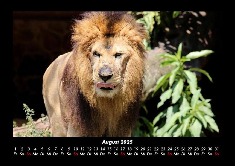 Produktbild: L&ouml;wen in der Wildnis 2025 Fotokalender DIN A3