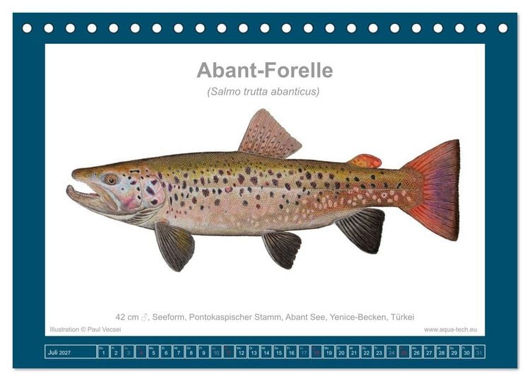 Produktbild: Fisch als Kunst 2027: Seeforellen (Tischkalender 2027 DIN A5 quer), CALVENDO Monatskalender