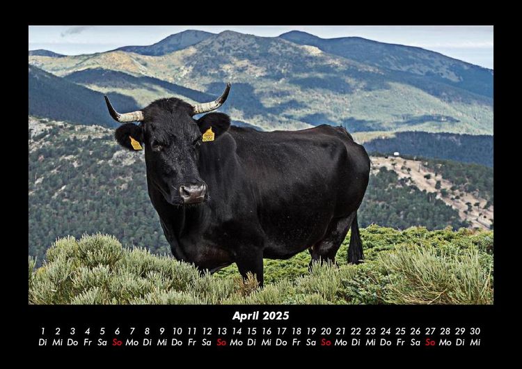 Produktbild: Kuhkalender 2025 Fotokalender DIN A3