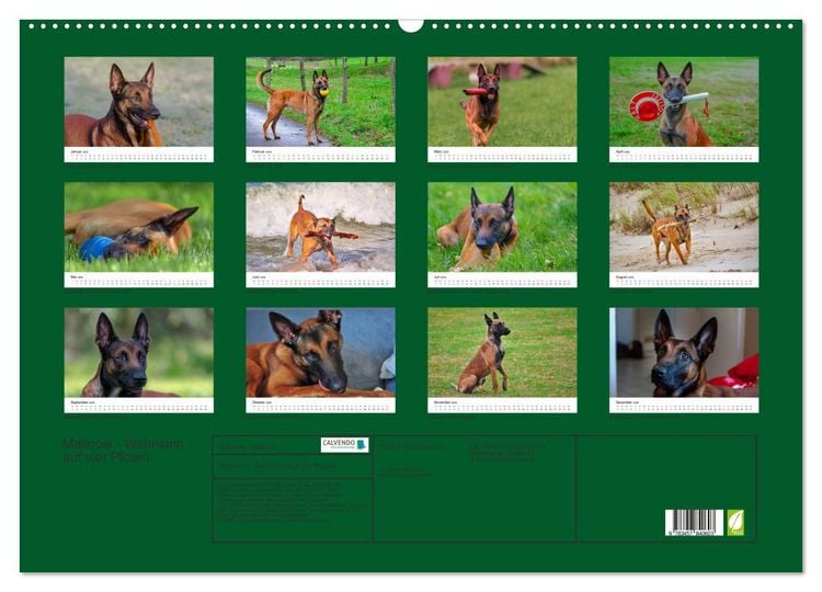 Produktbild: Malinois - Wahnsinn auf vier Pfoten (Wandkalender 2026 DIN A2 quer), CALVENDO Monatskalender