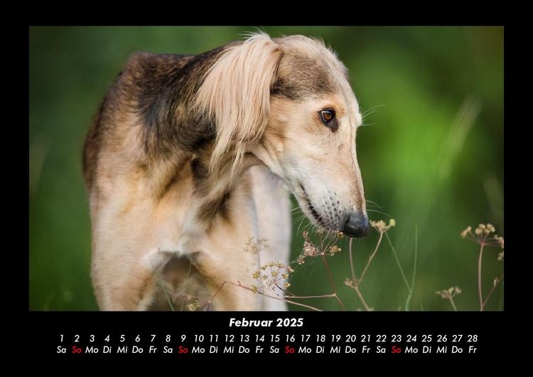 Produktbild: Der Hundekalender 2025 Fotokalender DIN A3
