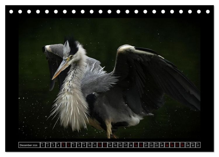 Produktbild: The heron parade (Desk Calendar 2026 DIN A5 landscape), CALVENDO 12 Month DeskCalendar