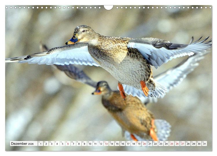 Produktbild: Enten. Bezaubernde und beliebte Schwimmer (Wandkalender 2026 DIN A3 quer), CALVENDO Monatskalender