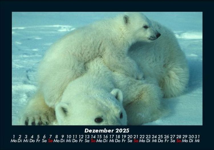 Produktbild: Tierkalender 2025 Fotokalender DIN A5